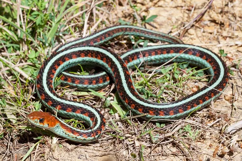 California garter snake