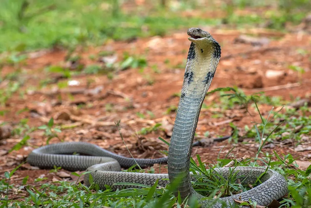 Dangerous king cobra