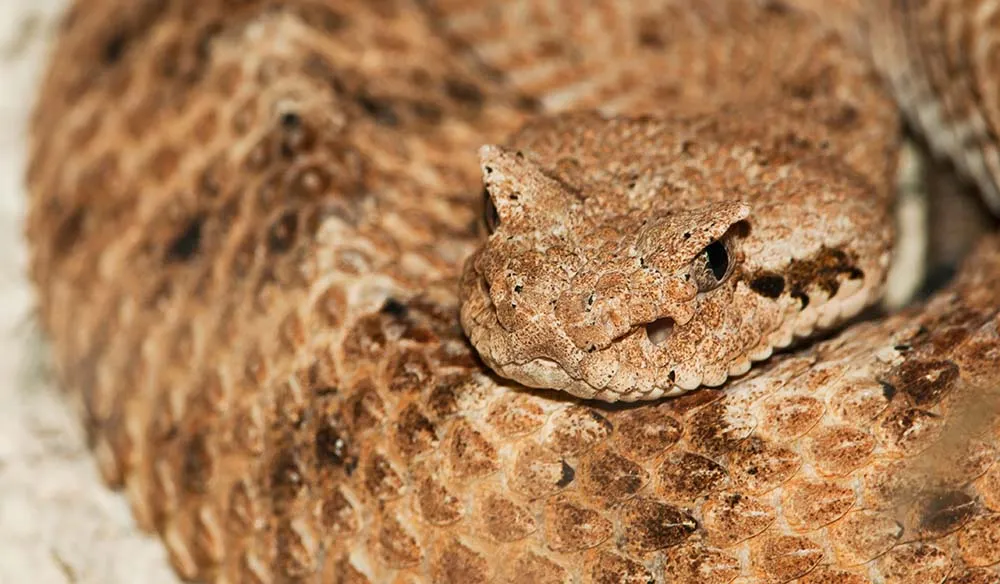 Horned viper close up