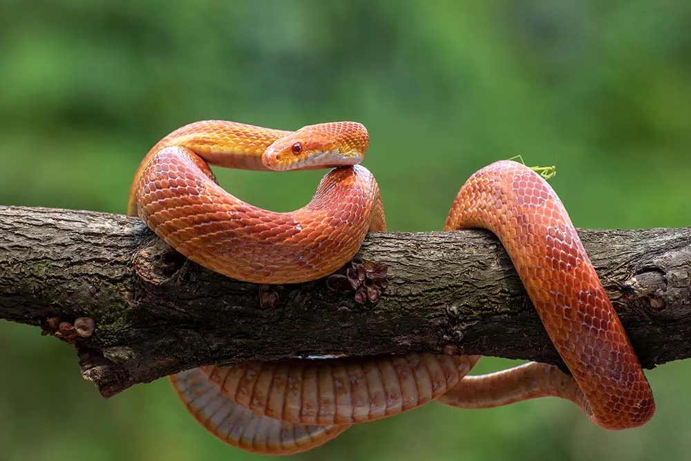 Red corn snake