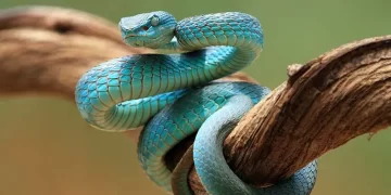 Cool snakes