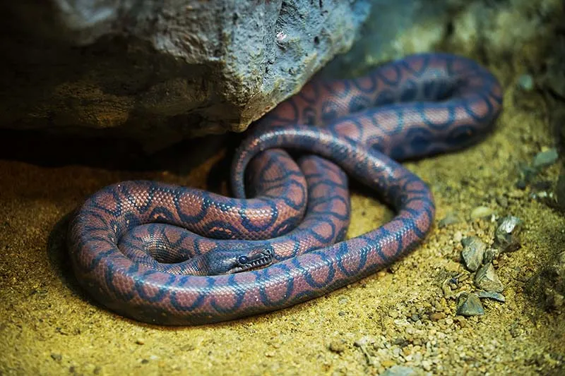 Cool snakes all around the world - Rainbow boa