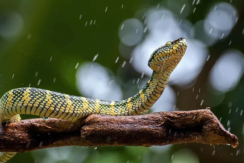 Tree viper are one of the cool snakes