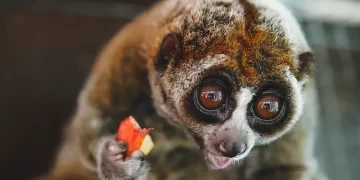Cute animals with big eyes