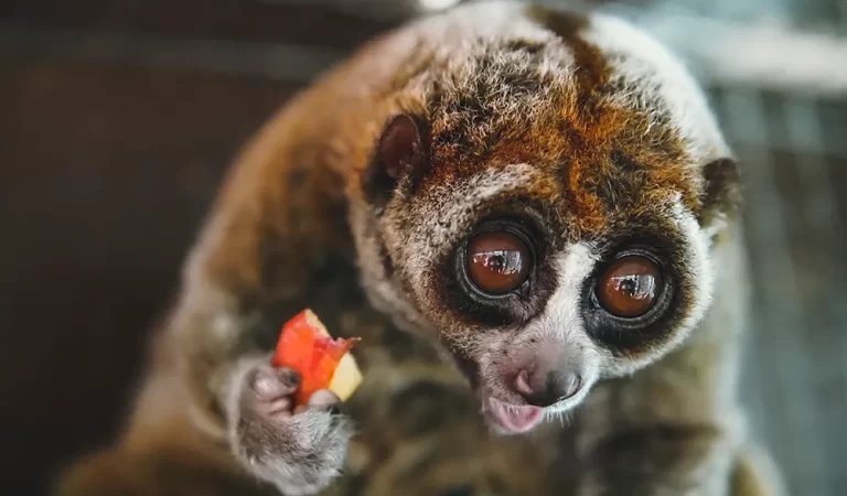 20 Cute Animals With Big Eyes
