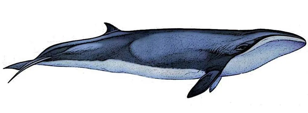 The Pygmy Right Whale
