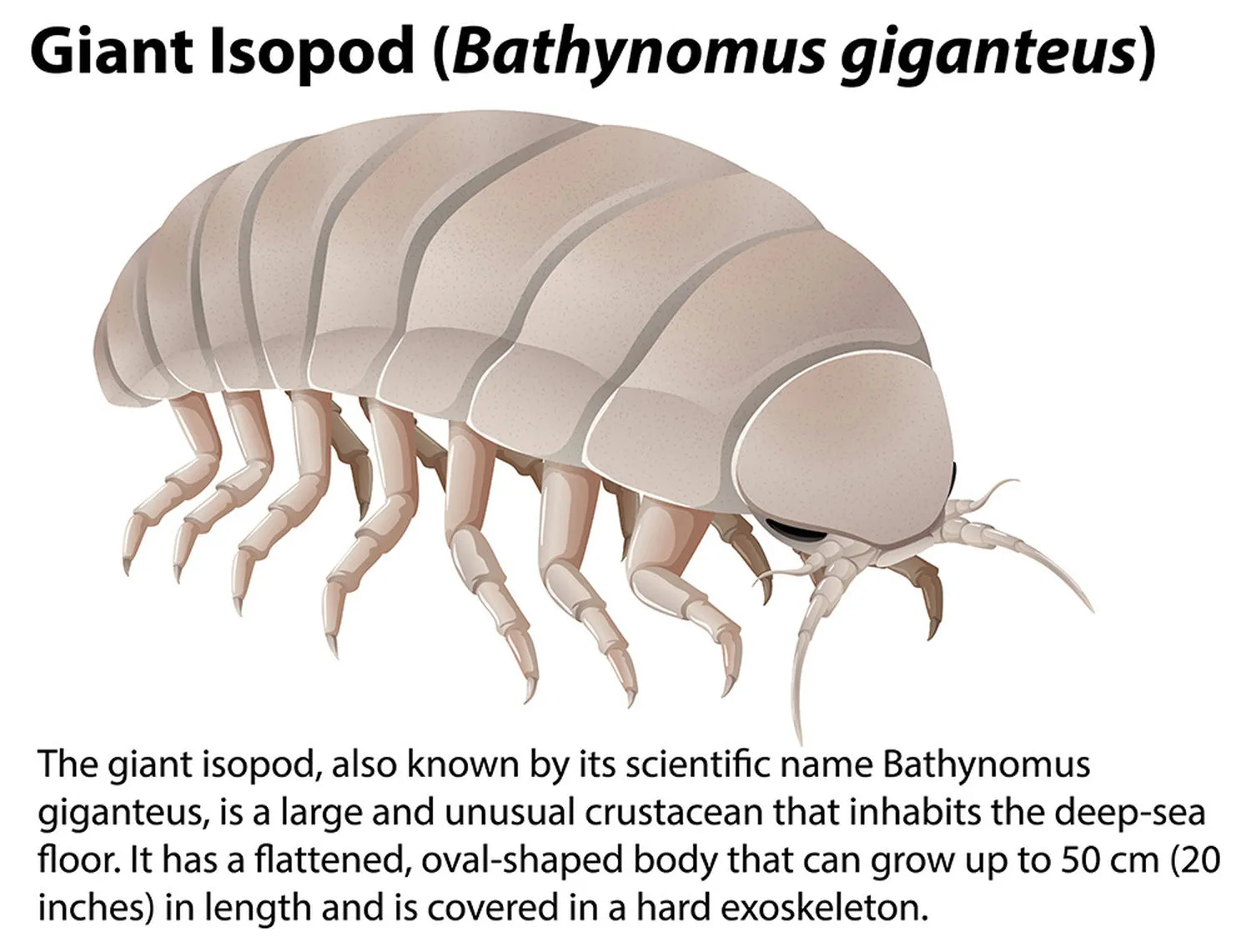 The Giant isopod